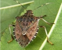 Progetto di lotta alla cimice asiatica